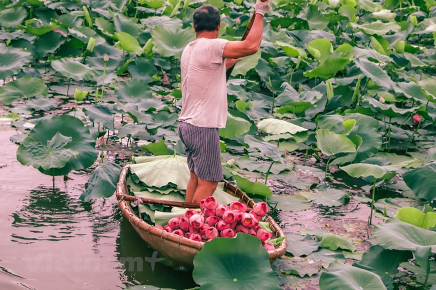 The process of making lotus tea is very complicated. Previously, people used to row a small boat out across lotus ponds to leave a pinch of dried tea inside each lotus flower that had just begun to open before dawn during sunny days (Photo: VNA)