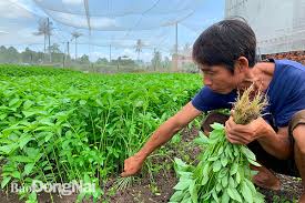 Hỗ trợ hợp tác xã nông nghiệp hoạt động hiệu quả