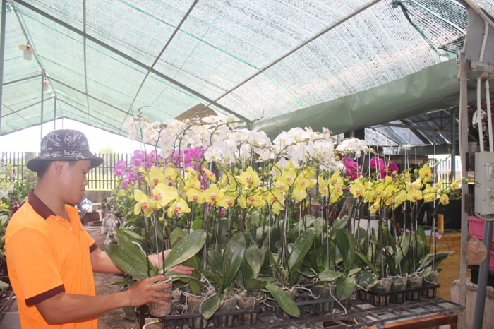 Mô hình trồng hoa lan tại xã Hiệp Hòa, TP. Biên Hòa. Ảnh: B.Nguyên