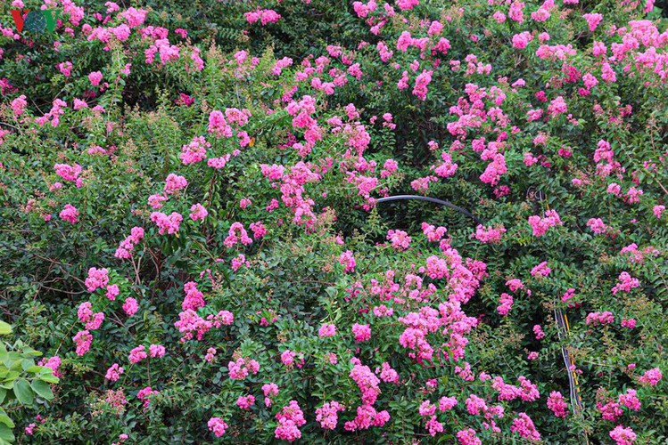 From high above, the multiflora roses look just like a vast pink carpet.