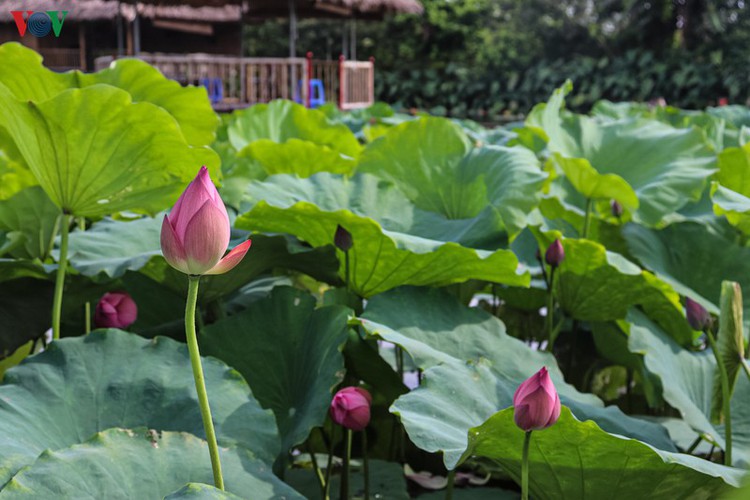 June is also the right time for lotus blossoming