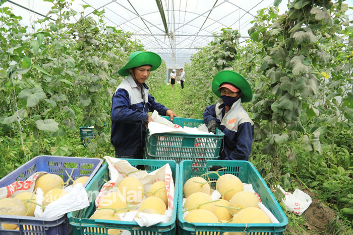 Thu hoạch nông sản tại Công ty TNHH Thương mại Trang Trại Việt (H.Xuân Lộc) Ảnh: Công Nghĩa