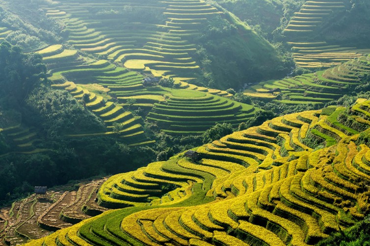 The terraced rice fields of Lao Chai commune in Mu Cang Chai district are an impressive site for tourists.