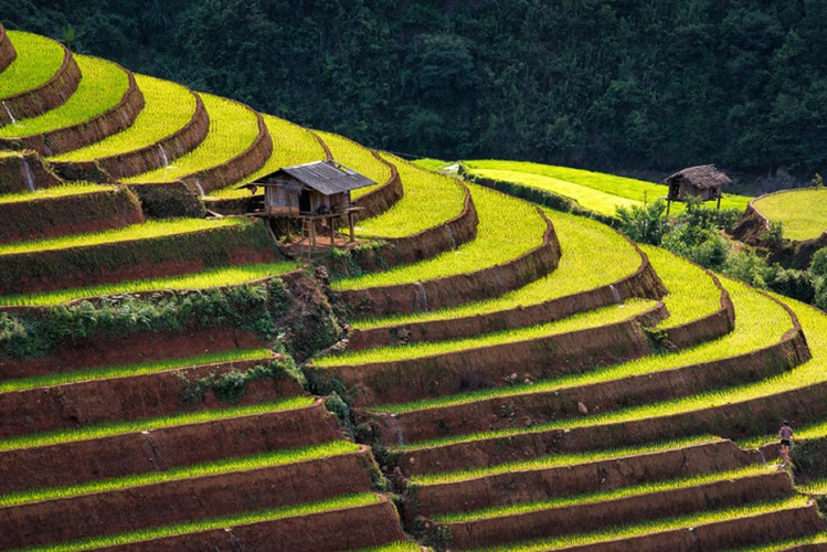 Local rice paddies have become popular check-in destinations for visitors to the area.