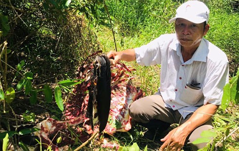 Poachers have managed to escape, leaving behind two sack and backpacks of gaur meat and bone.