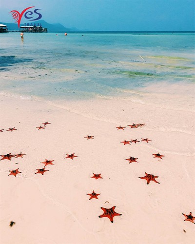 A large number of starfish, or Asteroidea in their scientific name, can be spotted there. 