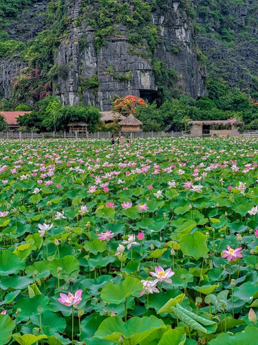 The lotus pond can be found at the foot of Ngoa Long mountain, with the beautiful landscape serving as a hot check-in spot this summer.