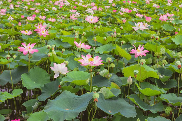 The lotus provides a gentle, pure, and pleasant fragrance. Unlike the lotus flowers found in Hanoi, the lotuses in Ninh Binh province are of a Japanese variety and feature small petals, although they appear very beautiful and offer a great fragrance.