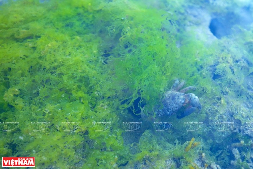 Crabs under the seaweed