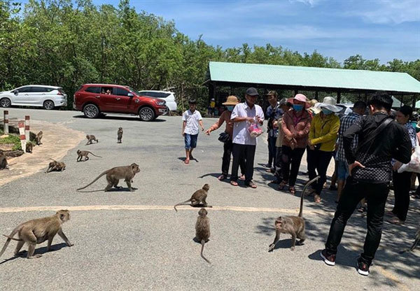 Can Gio District in HCM City, recognised as the first Mangrove Biosphere Reserve in Vietnam by UNESCO, is a perfect day trip from HCM City. VNA/VNS Photo