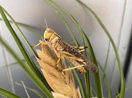 An adult male of the locust species Locusta migratoria is seen in a laboratory setting in Beijing, China July 1, 2020. Picture taken July 1, 2020.