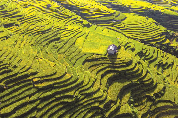 A house on a terraced rice field in Y Ty Commune, Bat Xat District, Lao Cai Province.