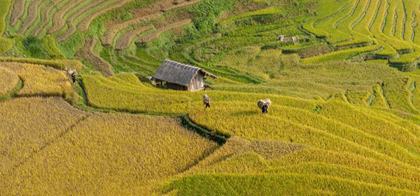 Locals work on a terraced rice field in Mu Cang Chai District, Yen Bai Province