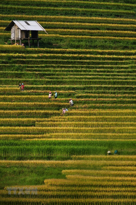 Between late August and early September is the harvest time. It is also the time when the rice fields change colour into yellow. The whole field is covered with the honey-yellow color of the ripen rice and extending to the infinity.