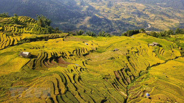 Travelling to rice terraces in this time, visitors are definitely appealed by the stunning beauty of silky yellow rice carpet; in each situation, the terrace looks differently like a golden ladder to the paradise or a honey flow to the low land.
