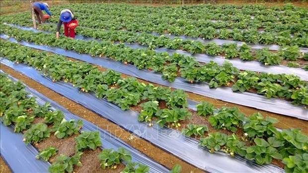 A strawberry field is a tourist attraction in Kon Plong of the Central Highlands province of Kon Tum (Photo: VNA)