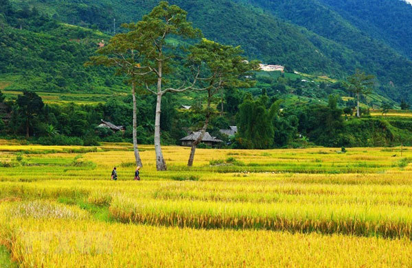 End of September and early October is the best time for capturing the most beautiful landscapes of stepped rice fields in Mu Cang Chai. 