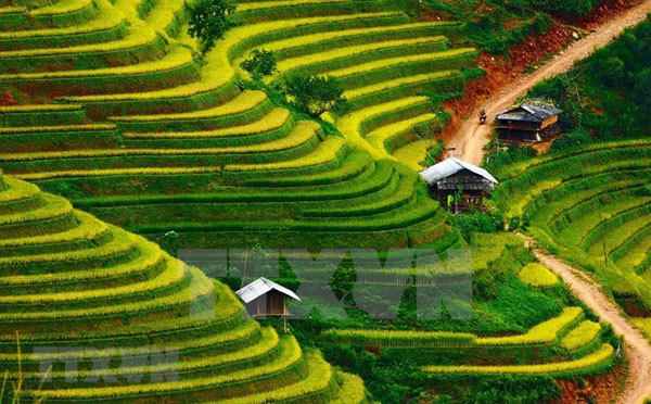 Everywhere in Mu Cang Chai are rice terraces of multi-layers that create picturesque Mu Cang Chai landscapes.