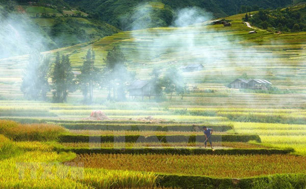 In the ripe rice season, terraced fields look like golden waves winding on the middle of high hills.