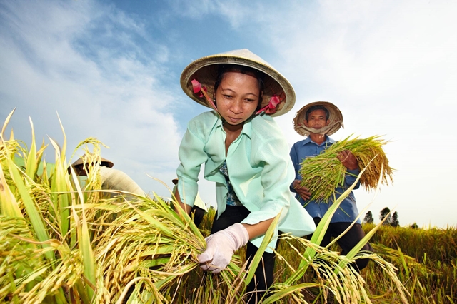 Smallholder farmers to get help from Bayer in twin fight against saltwater-drought, COVID-19