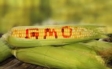 Gov't shortens time required for grant of license for assay of genetically modified organisms