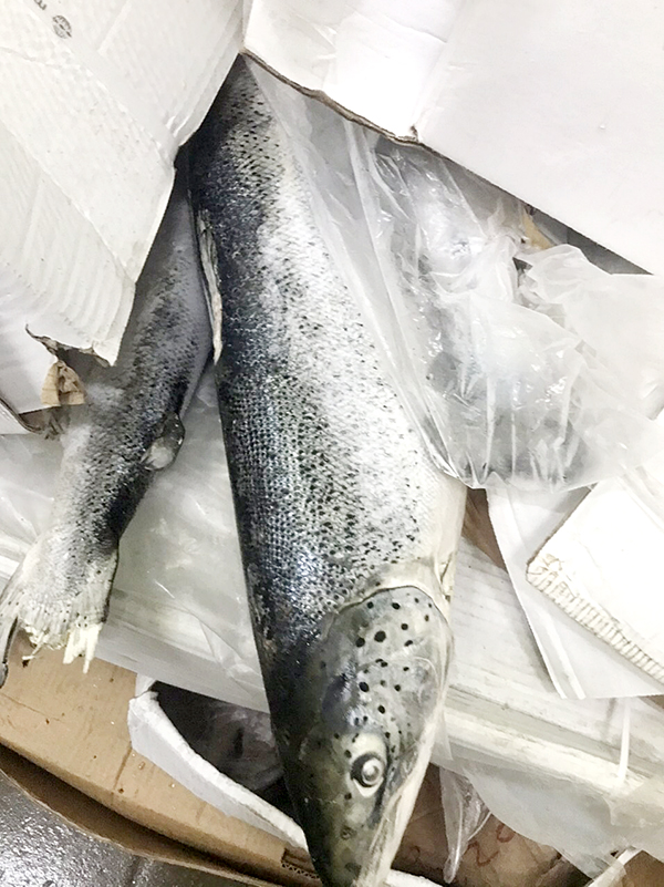 Phát hiện gần 2,5 tấn cá hồi quá hạn sử dụng