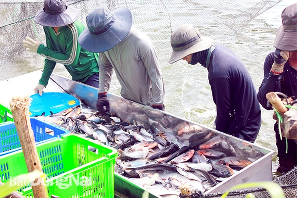 Nông dân xã Thiện Tân, H.Vĩnh Cửu tham gia Tổ hợp tác Nuôi cá tra VietGAP để có đầu ra bền vững. Ảnh:B. Nguyên