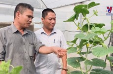 Dong Nai province boosts agriculture restructuring