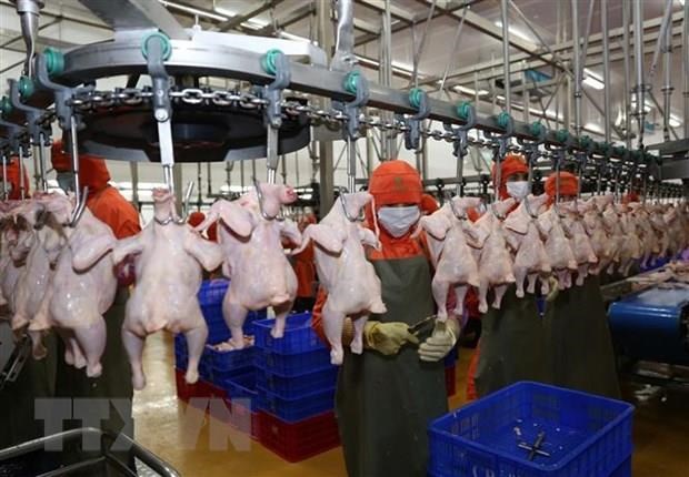 Vietnamese chicken to be shipped to Singapore, Hong Kong