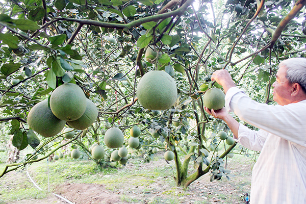 Nâng tầm các vùng chuyên canh sản xuất