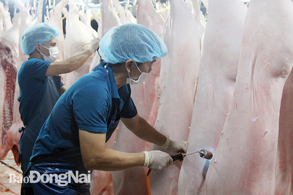 Quy trình giết mổ heo tại lò giết mổ của Công ty TNHH Thy Thọ (TP.Long Khánh). (Ảnh: Lam Phương)