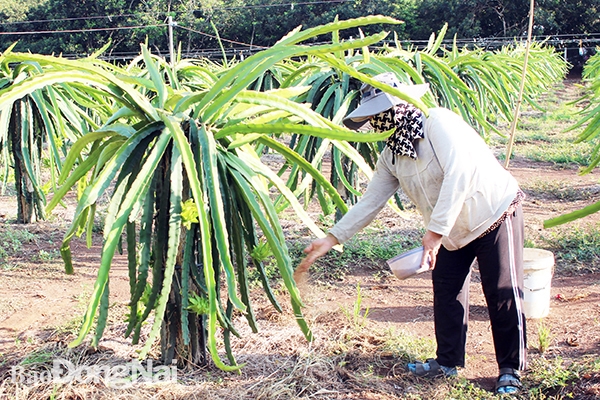 Sản xuất thanh long ruột đỏ ở xã nông thôn mới nâng cao Bảo Hòa