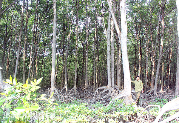 Rừng ngập mặn Long Thành - Nhơn Trạch đang mời gọi doanh nghiệp đầu tư phát triển du lịch