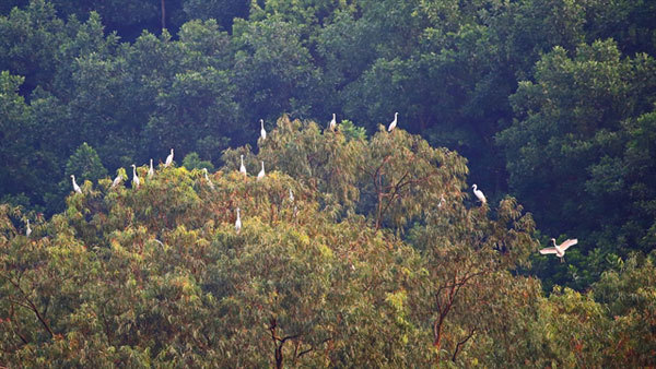 Storks of various kinds flock to the garden