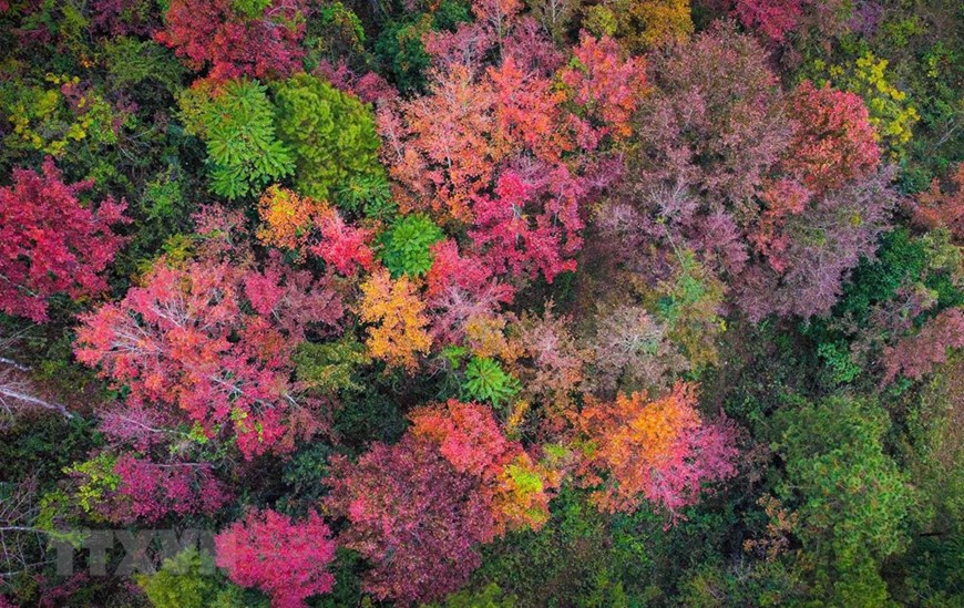 Winter is the time when the forests in Cao Bang with many vibrant colors give off an extraordinary beauty.