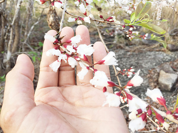 Vẻ đẹp thuần khiết, mộc mạc của hoa thành ngạnh ở rừng Thác Mai - Gia Canh (H.Định Quán). Ảnh: CTV
