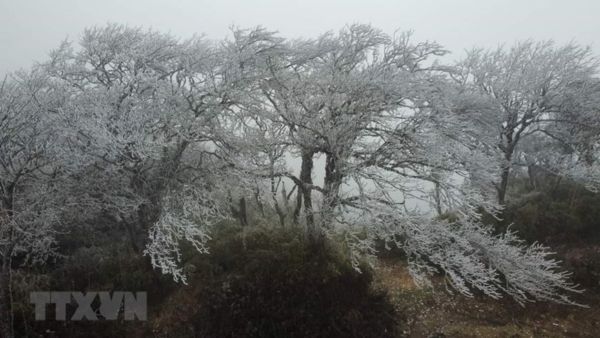 The branches on the top of Phia Oac mountain are covered with ice and snow, looking like blossoming plum blossoms