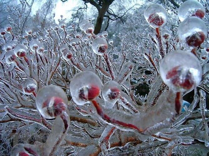 Tree branches on the top of Phia Oac mountain in Thanh Cong commune, Nguyen Binh district, the northern mountainous province of Cao Bang are covered with ice drops as temperature drops down to -9 degrees Celsius.
