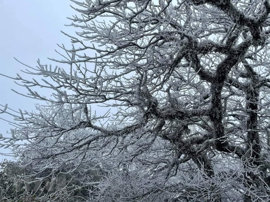 The icy branches on the top of Phia Oac mountain.