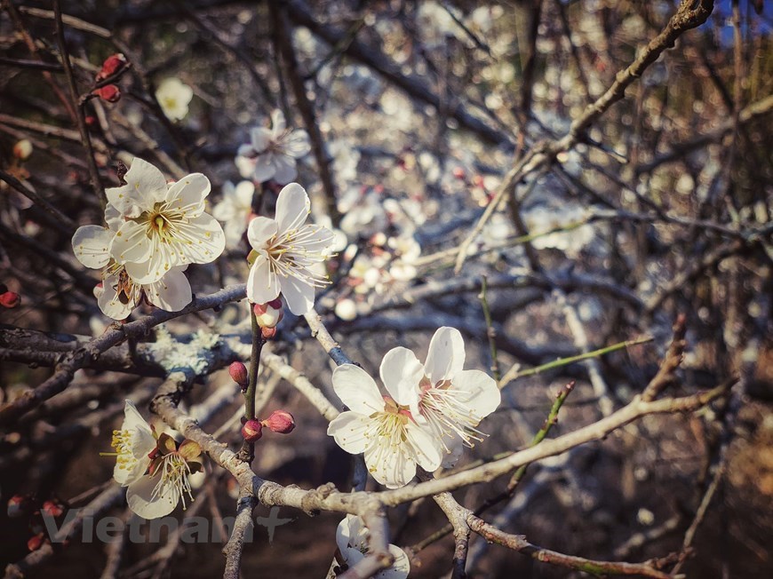 Apricot blossom lightens the entire Moc Chau town with its bright, pristine white amidst the blue clear sky of the north-western mountainous area.