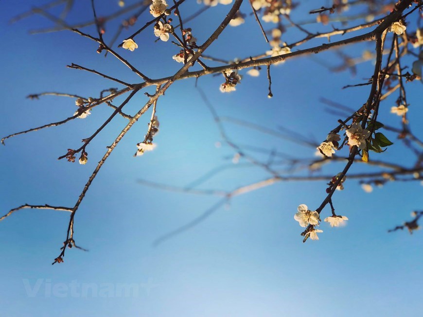  Bright white petals stand out from the crystal blue sky