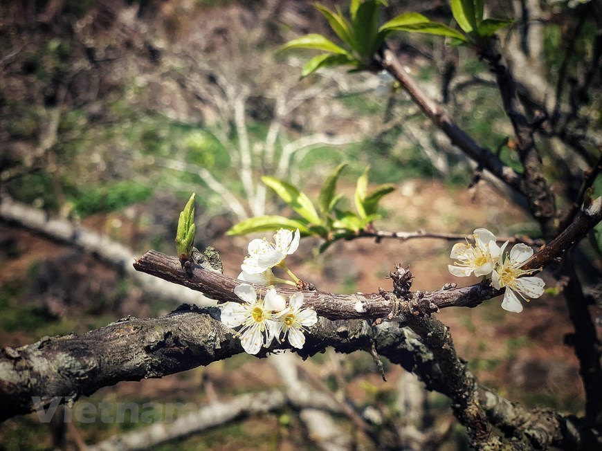The last plum blossoms of this year's flowering season