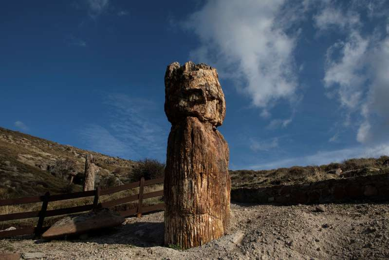 Greek scientists on the volcanic island of Lesbos say they have found a rare fossilized tree whose branches and roots are still intact after 20 million years.