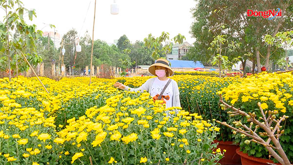 Hoa xuân bắt đầu xuống phố