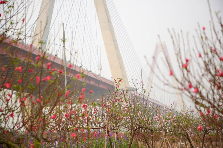Peach blossoms are in bloom in gardens across Phu Thuong, Nhat Tan and Quang Ba villages in Hanoi. 