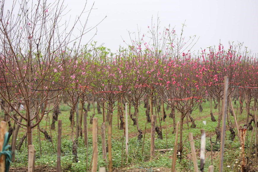 Phu Thuong village in Hanoi is well known for planting peach flowers trees fully covered with big-size and deep-pink peach flowers. Planting peach flowers has become a traditional trade for Phu Thuong villagers who usually sell branches of peach blossoms in stead of the entire trees.