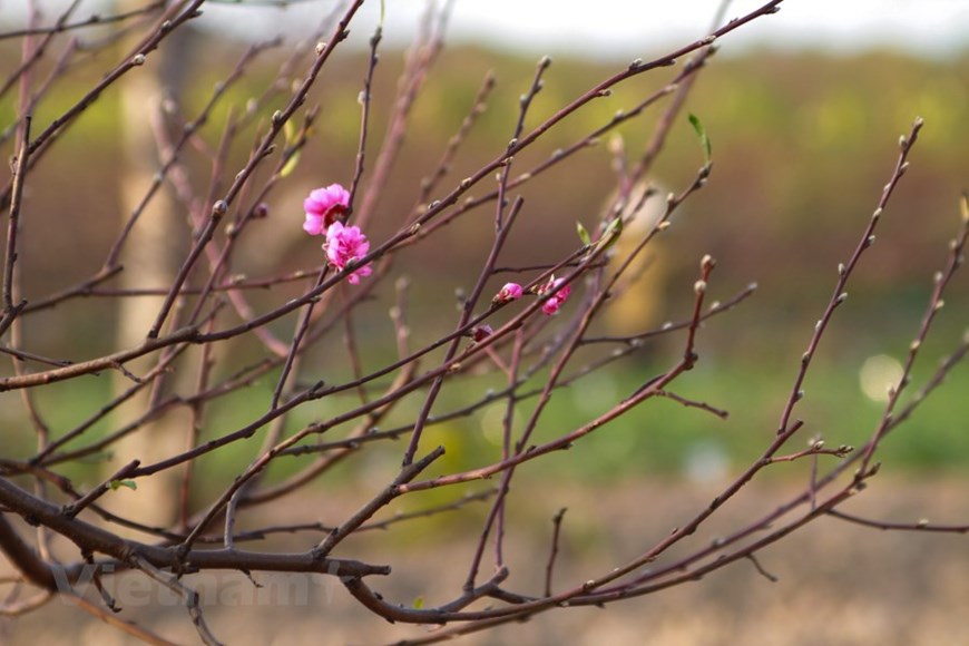 Planting peach flowers has become a traditional trade for Phu Thuong villagers who usually sell branches of peach blossoms in stead of the entire trees.