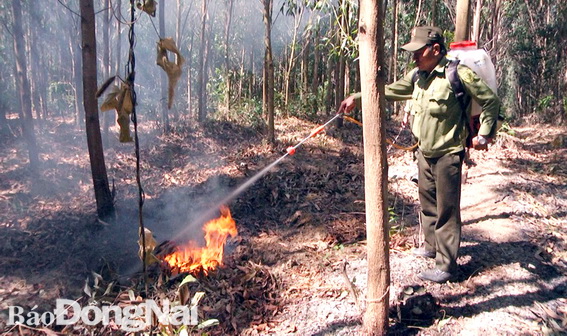 Cán bộ Ban quản lý rừng phòng hộ Xuân Lộc đang xử lý thực bì phòng chống cháy dưới các lô rừng keo lai