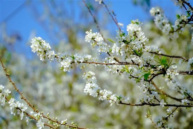 Plum flowers are in full bloom, brightening the whole area.