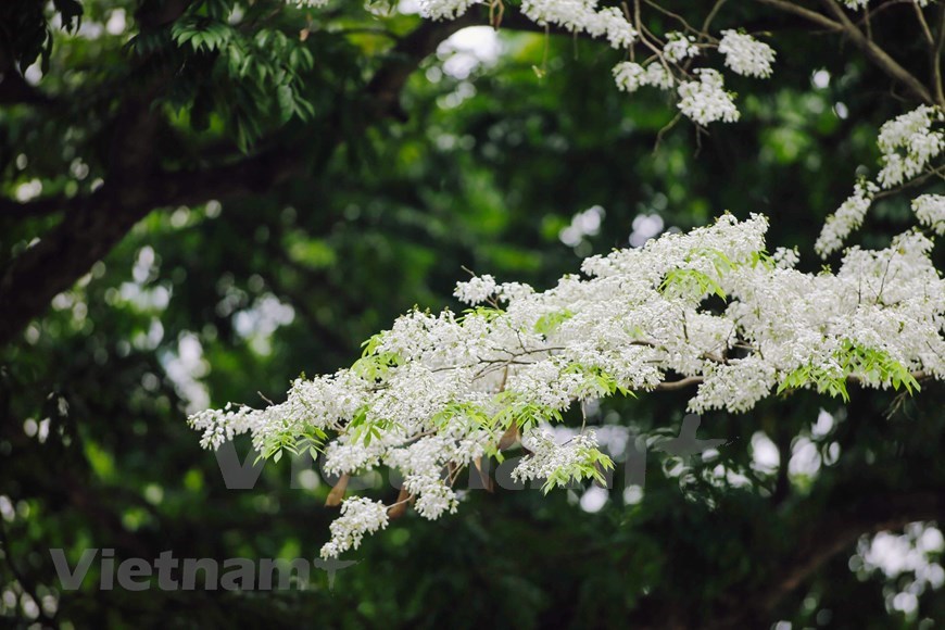When the prime time comes, Sua flowers will whiten Hanoi’s skies. 